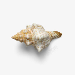 海螺壳实物天然美丽贝壳海螺高清图片