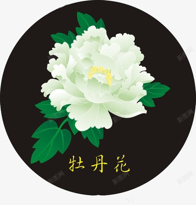 白色牡丹花png免抠素材_新图网 https://ixintu.com 牡丹花 牡丹花骨朵 白色 素材 花朵