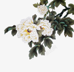 白色国花国花白牡丹高清图片