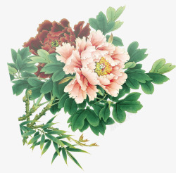 手绘粉色新年牡丹装饰植物素材