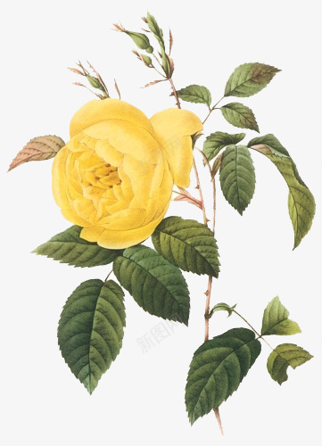 复古花朵png免抠素材_新图网 https://ixintu.com 复古 复古高清植物 花 花卉 花朵 花鸟