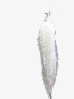 高傲的孔雀白色美丽高傲孔雀高清图片