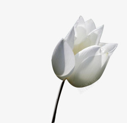 白色国花一朵白牡丹高清图片