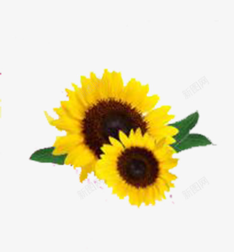 美丽葵花png免抠素材_新图网 https://ixintu.com 太阳花 积极 美丽 葵花