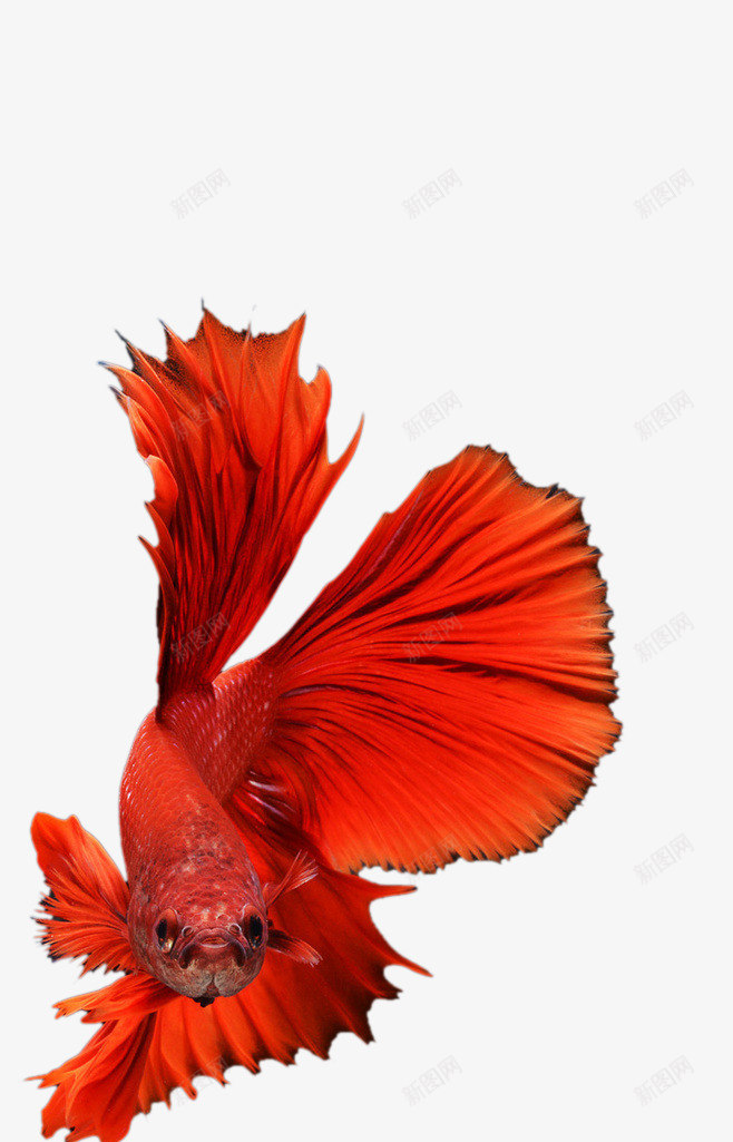 红色条纹凤尾鱼美丽png免抠素材_新图网 https://ixintu.com 凤尾鱼 条纹 红色 美丽
