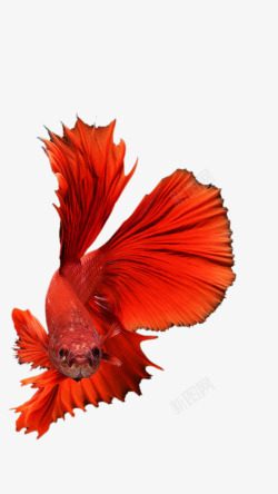 红色条纹凤尾鱼美丽素材