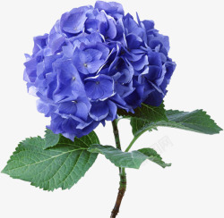 花蓝色牡丹花朵素材