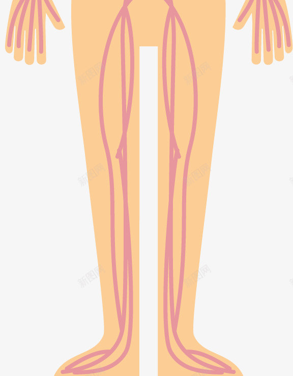人体器官分布图矢量图ai免抠素材_新图网 https://ixintu.com 人体 人体器官 人体躯干 人的肢体 卡通人体 卡通肢体 器官 四肢 女人躯体 矢量图 躯体