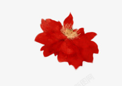 红色牡丹花植物素材