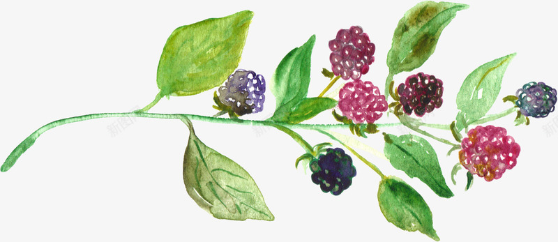 手绘花卉png免抠素材_新图网 https://ixintu.com 唯美花卉 手绘 手绘花卉 月季花 水墨花卉 水彩花卉 牡丹 玫瑰花 花卉 花卉设计 飘落