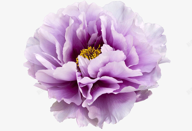 紫色艳丽牡丹png免抠素材_新图网 https://ixintu.com 产品实图 牡丹 紫色 艳丽