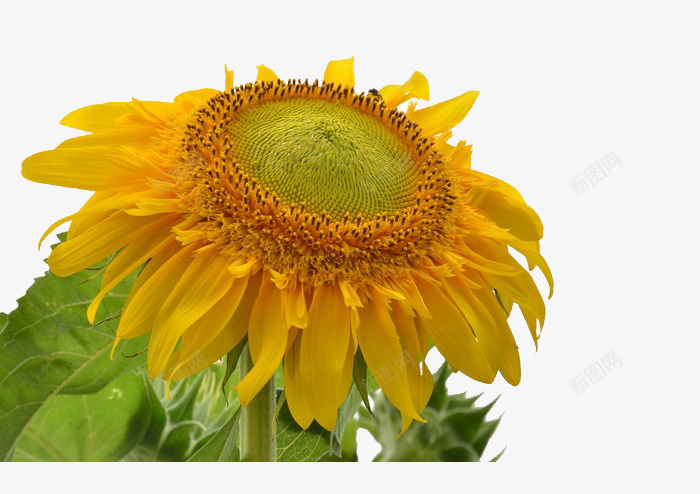 大的向日葵png免抠素材_新图网 https://ixintu.com 向日葵 太阳花 植物 葵花籽