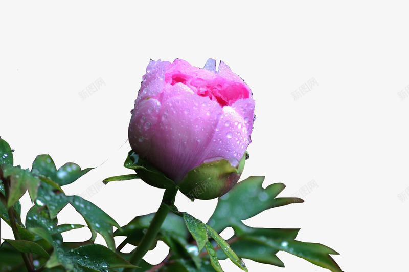 粉色牡丹与露水png免抠素材_新图网 https://ixintu.com 植物 牡丹 牡丹花骨朵 粉色 花卉