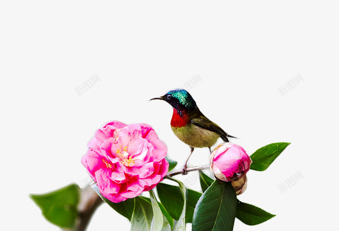漂亮的小鸟png免抠素材_新图网 https://ixintu.com 枝头的小鸟 漂亮的花儿 牡丹花 觅食