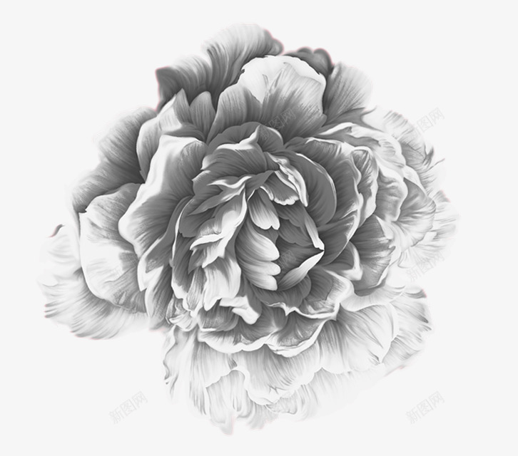 素描牡丹花png免抠素材_新图网 https://ixintu.com 牡丹花 素描 设计