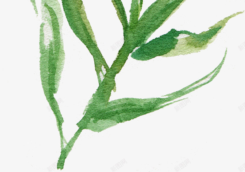 水彩的一支植物叶子png免抠素材_新图网 https://ixintu.com 卡通 小清新 手绘 时尚 枝叶 树叶 水彩 简约 美丽