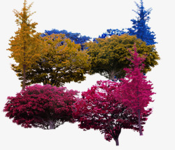 美丽枫树实物高大树木高清图片