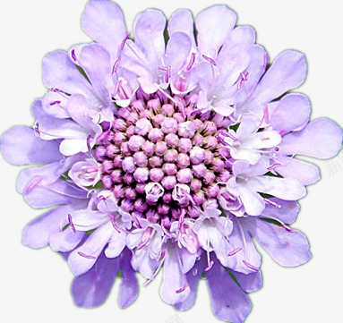美丽的蓝盆花png免抠素材_新图网 https://ixintu.com 紫色 美观 花瓣 高雅