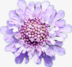 盆花美丽的蓝盆花高清图片