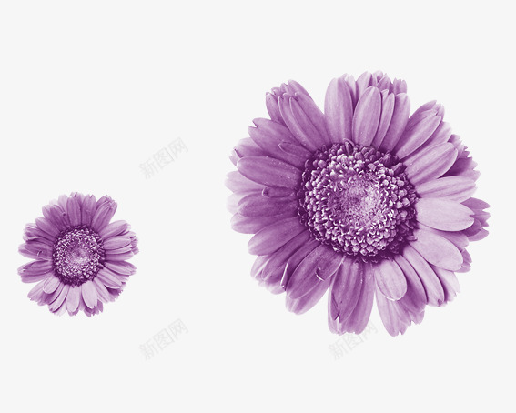 紫色的太阳花png免抠素材_新图网 https://ixintu.com 太阳花 植物 紫色 花 鲜花