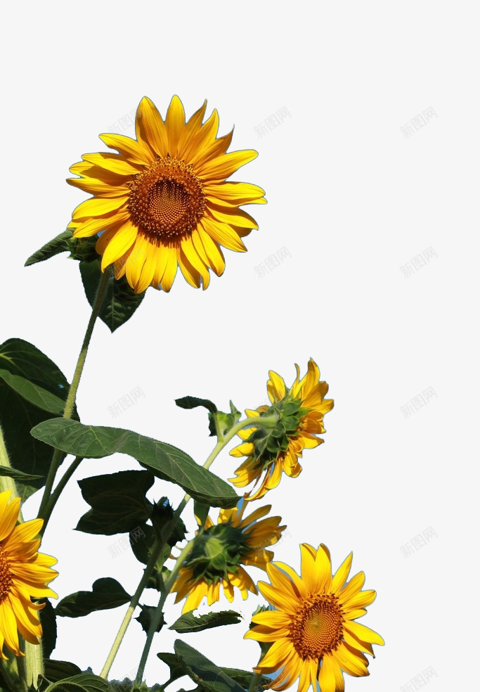 向阳的太阳花png免抠素材_新图网 https://ixintu.com 向日癸 向日葵墙纸 向日葵摄影 向日葵背景 植物花朵花瓣 生物世界