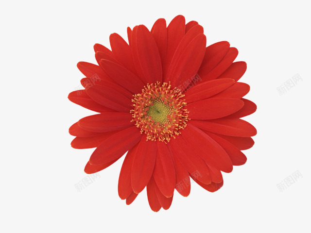 花png免抠素材_新图网 https://ixintu.com 太阳花 红花 花朵 菊 鲜花
