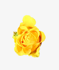 黄色牡丹花黄色花朵素材