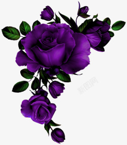 紫色牡丹花素材