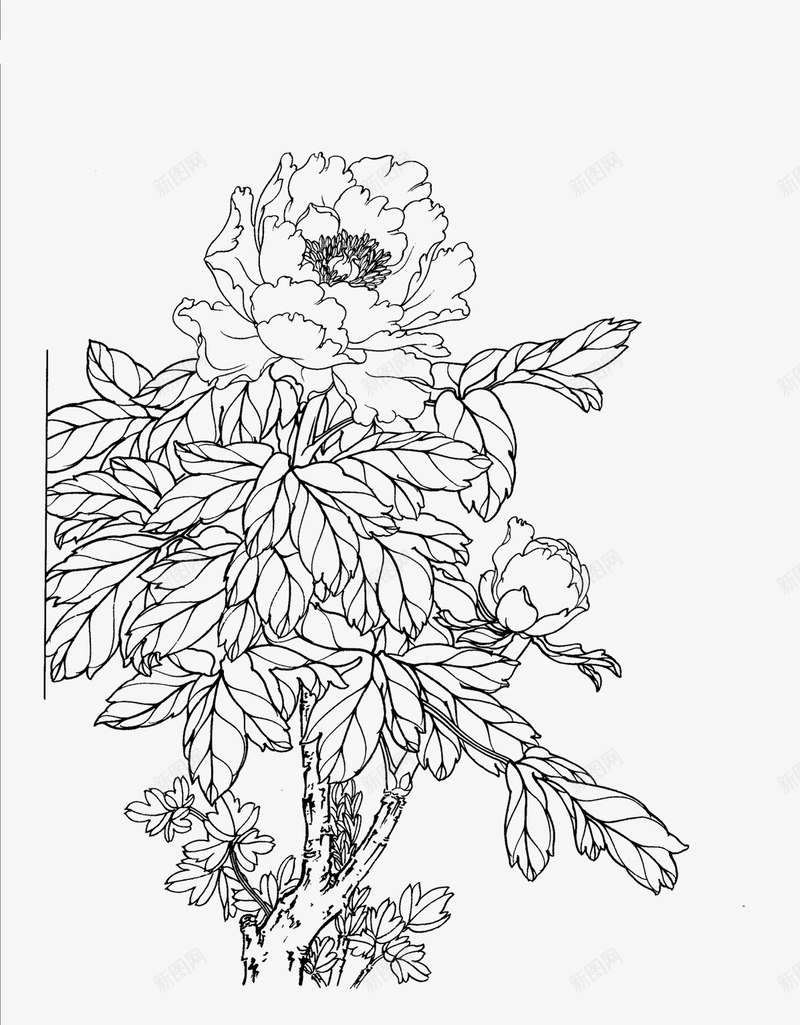 牡丹白描png图片免费下载 素材0zkuaawqg 新图网 牡丹白描png图片免费下载 素材0zkuaawqg 新图网