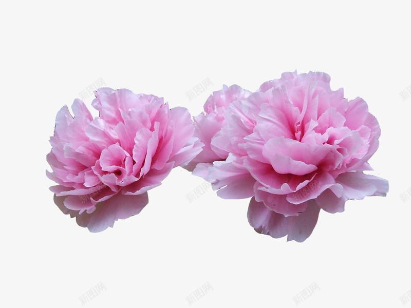 粉嫩的牡丹png免抠素材_新图网 https://ixintu.com 免费素材 牡丹花 牡丹花骨朵 粉色 花卉