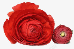 两朵莲花两朵含苞待放的大红洋牡丹高清图片