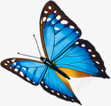 蓝色蝴蝶美丽触角素材