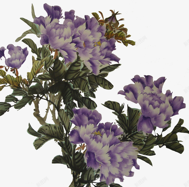 牡丹装饰画png免抠素材_新图网 https://ixintu.com 免费素材 植物 牡丹花骨朵 紫色 花卉
