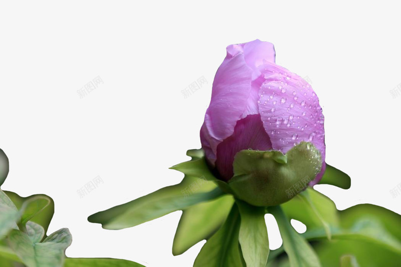 浅紫色牡丹png免抠素材_新图网 https://ixintu.com 植物 牡丹花骨朵 素材 花苞 花骨朵