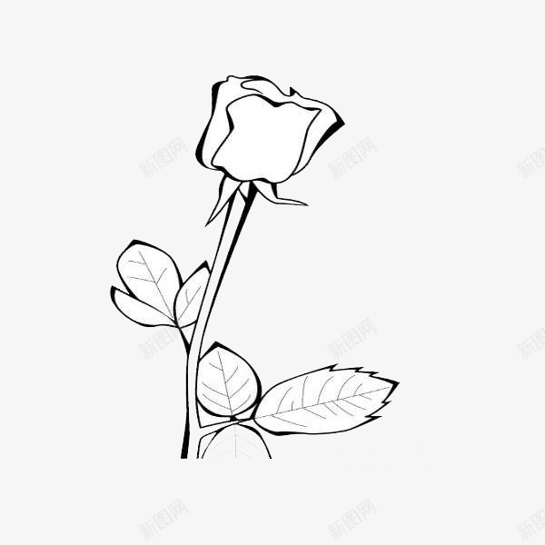 一枝白玫瑰png免抠素材_新图网 https://ixintu.com 手绘 爱情 白玫瑰 白玫瑰手绘 白色 盛开 绿色 美丽 高洁