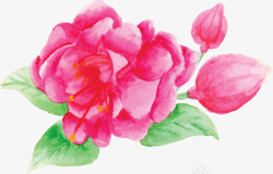 粉红色水彩牡丹花矢量图素材