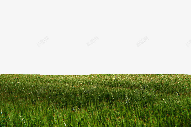 美丽的麦田png免抠素材_新图网 https://ixintu.com 平坦 田野 绿油油的 麦浪 麦田
