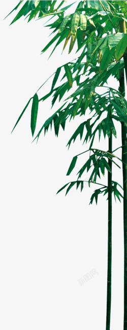 竹叶psd翠绿太阳下的竹子高清图片