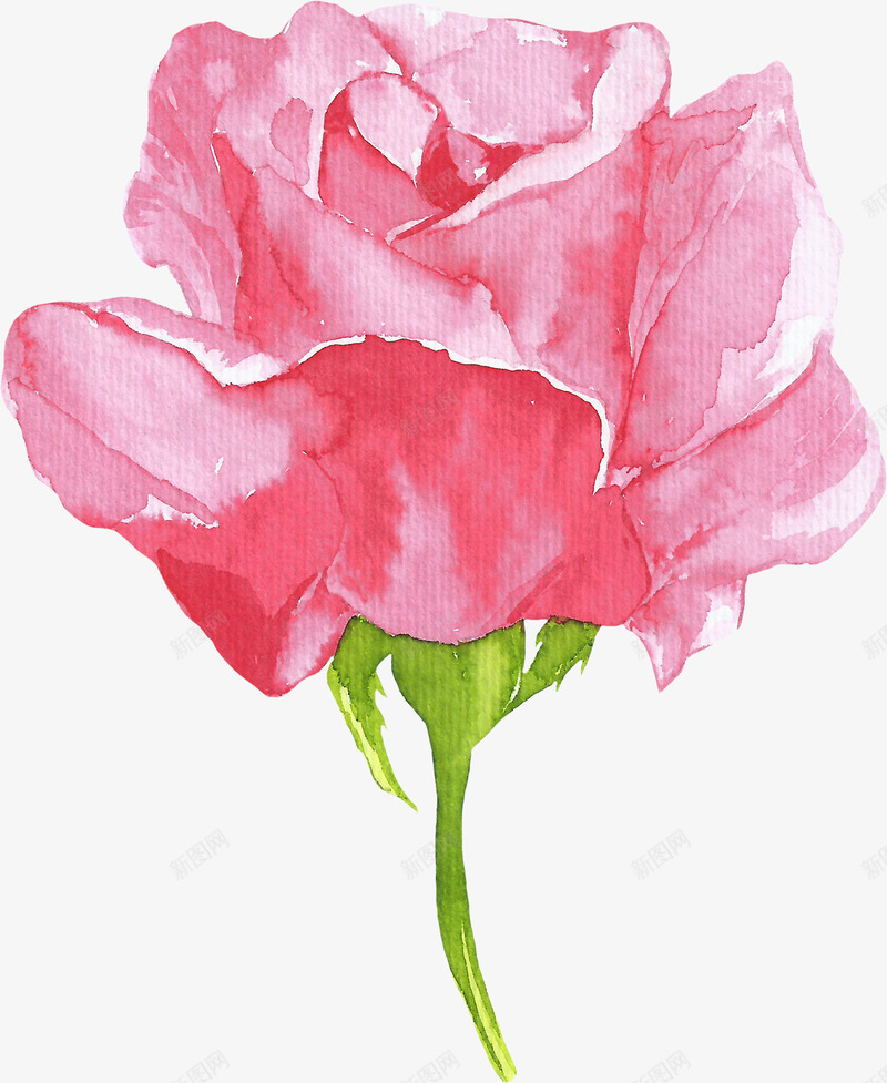 卡通手绘一朵粉色花卉png免抠素材_新图网 https://ixintu.com 创意 动漫动画 卡通手绘 水彩 粉色花卉 美丽的玫瑰花