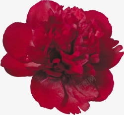大花牡丹大红色花朵高清图片
