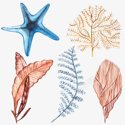美丽海草卡通手绘海星与海草高清图片