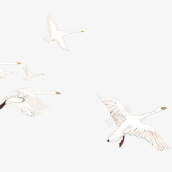 游禽卡通手绘飞翔的天鹅高清图片