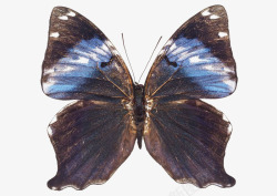 前翅有蓝色的深棕色凤蝶素材