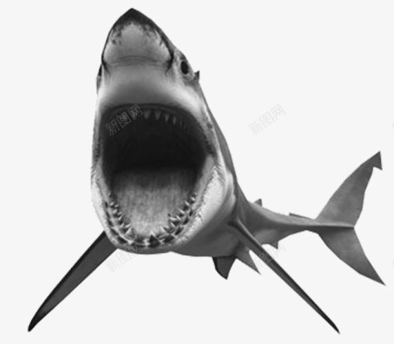 凶猛大白鲨png免抠素材_新图网 https://ixintu.com 凶猛 卡通 大白鲨 海洋 鱼类