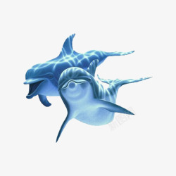 海豚表演动作蓝色海豚高清图片