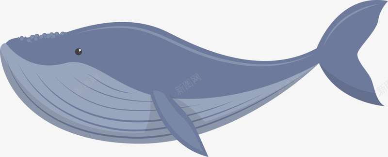 世界海洋日蓝色须鲸png免抠素材_新图网 https://ixintu.com 世界海洋日 可爱鲸鱼 大型鲸鱼 海洋生物 海生生物 蓝色须鲸