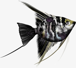 彩绘海洋生物鱼类高清图片
