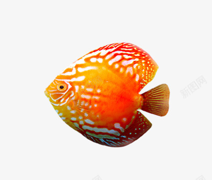 红色小丑鱼png免抠素材_新图网 https://ixintu.com joker 小丑鱼Q版 海底 海洋生物 透明PNG素材 鱼
