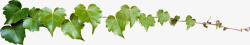 清新文艺绿色植物藤蔓素材