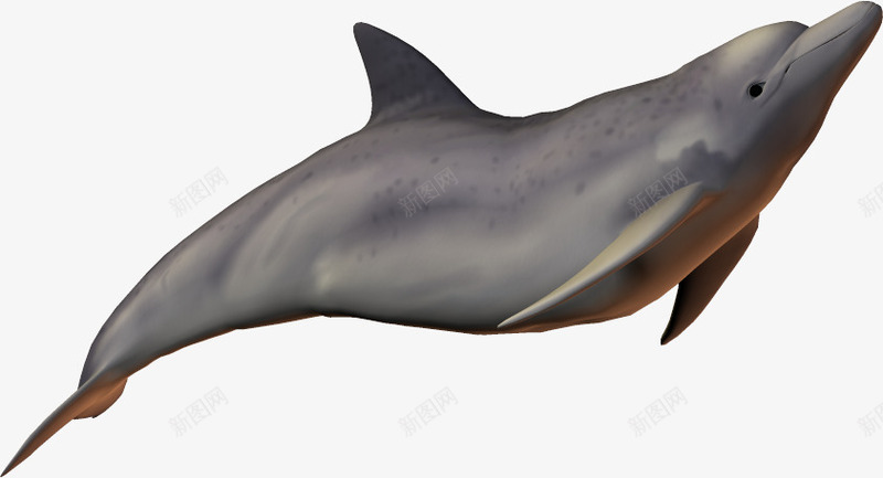 海底动物生物海豚png免抠素材_新图网 https://ixintu.com 3d动物 3d鱼类 海底世界 海洋 海洋生物 海豚